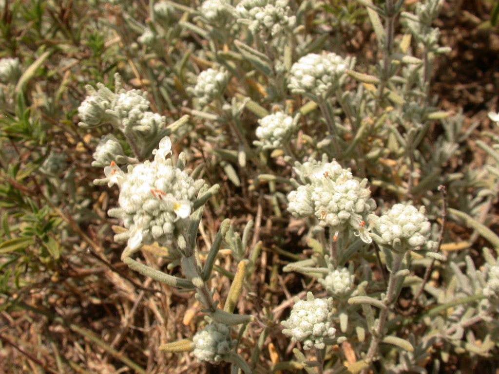 Teucrium polium